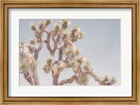 Framed Desert Floral I