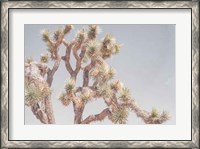 Framed Desert Floral I