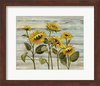 Framed Cottage Sunflowers