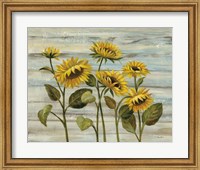 Framed Cottage Sunflowers