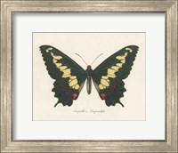 Framed Natures Butterfly VI