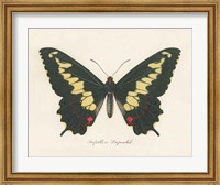 Framed Natures Butterfly VI