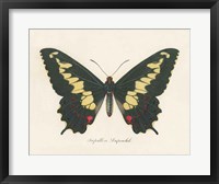 Natures Butterfly VI Framed Print