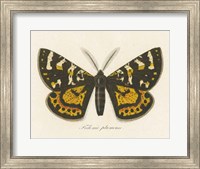 Framed Natures Butterfly V