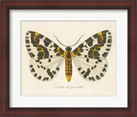 Framed Natures Butterfly IV