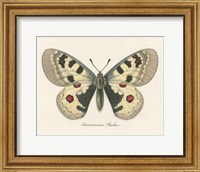 Framed Natures Butterfly III