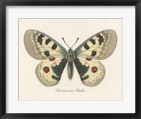 Natures Butterfly III Framed Print