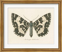 Framed Natures Butterfly II