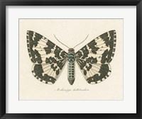 Natures Butterfly II Framed Print