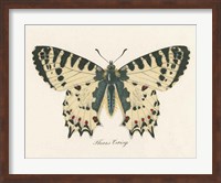 Framed Natures Butterfly I