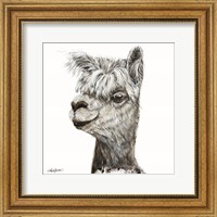 Framed Alphie the Alpaca