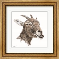Framed Bill the Goat