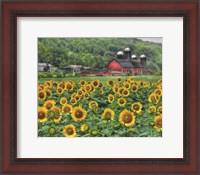 Framed Sunflower Farm