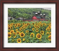 Framed Sunflower Farm