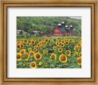 Framed Sunflower Farm