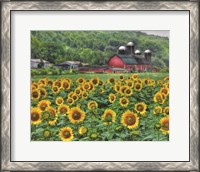 Framed Sunflower Farm