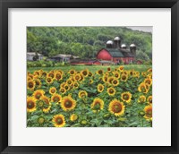 Framed Sunflower Farm