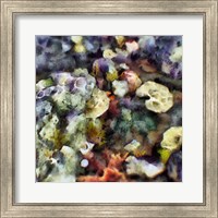 Framed Sea Life II