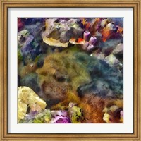 Framed Sea Life IV