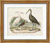 Framed Waterbird Trio I