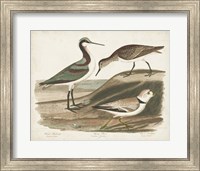 Framed Waterbird Trio III