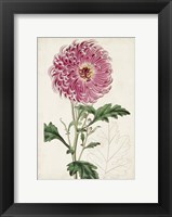 Framed Garden Gems I