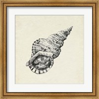 Framed Seashell Pencil Sketch I