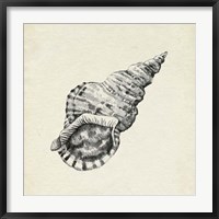 Framed Seashell Pencil Sketch I