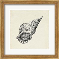 Framed Seashell Pencil Sketch I