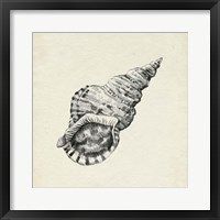 Seashell Pencil Sketch I Framed Print