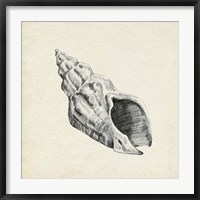 Framed Seashell Pencil Sketch II