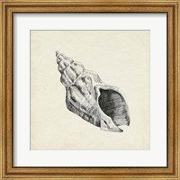 Framed Seashell Pencil Sketch II