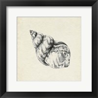 Framed Seashell Pencil Sketch III