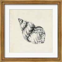 Framed Seashell Pencil Sketch III