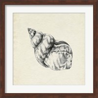 Framed Seashell Pencil Sketch III