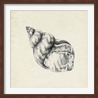 Framed Seashell Pencil Sketch III