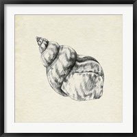 Framed Seashell Pencil Sketch III