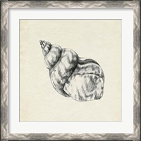 Framed 'Seashell Pencil Sketch III' border=
