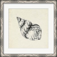 Framed Seashell Pencil Sketch III