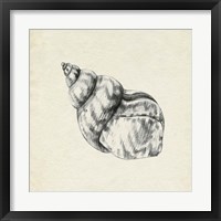Framed 'Seashell Pencil Sketch III' border=
