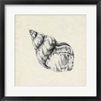 Seashell Pencil Sketch III Framed Print