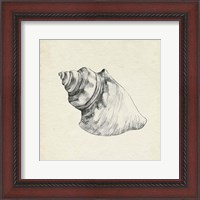 Framed Seashell Pencil Sketch IV