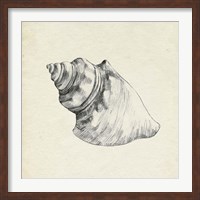 Framed Seashell Pencil Sketch IV