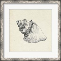 Framed Seashell Pencil Sketch IV