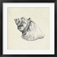 Framed 'Seashell Pencil Sketch IV' border=