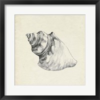 Framed Seashell Pencil Sketch IV