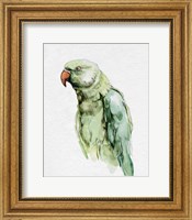 Framed Bright Parrot Portrait I