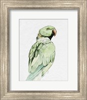 Framed Bright Parrot Portrait II