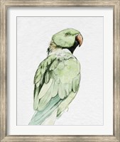 Framed Bright Parrot Portrait II
