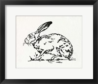 Framed Resting Hare I